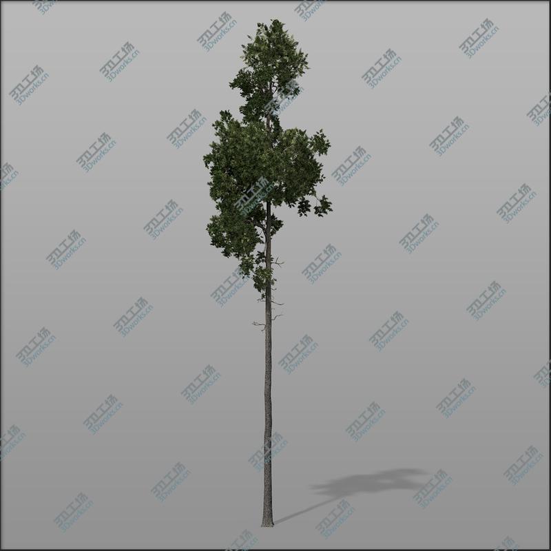 images/goods_img/2021040162/Forest trees - Pine bundle1/3.jpg